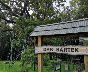 Dąb Bartek – drzewo stare jak świat