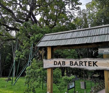 Dąb Bartek - drzewo stare jak świat Dąb Bartek - drzewo stare jak świat
